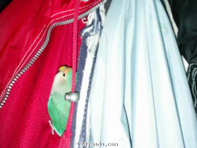 Annonces classees img:preview inséparable femelle + cage