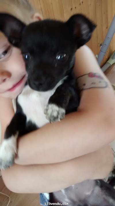 Annonces classees img:preview chiwawa male 