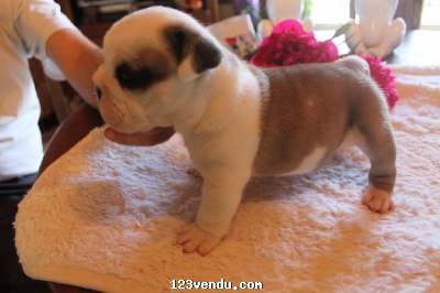 Annonces classees img:preview A DONNER Chiot Bulldog Anglais mâle