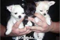 Annonces classees img:preview  Chihuahua  mini poils courts,longs