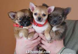 Annonces classees img:1 