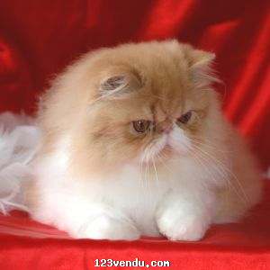 Annonces classees img:1 