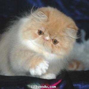 Annonces classees img:2 