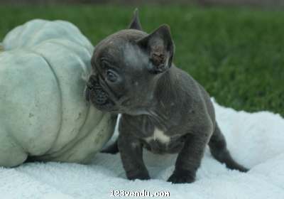 Annonces classees img:preview Quality French Bully Pups Ready To Go
