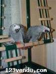 Annonces classees img:preview Donner contre bon soins perroquet