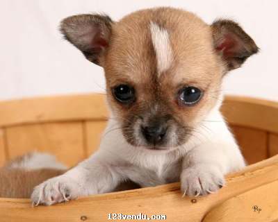Annonces classees img:preview Chiot chihuahua femelle a donner