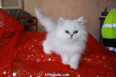 Annonces classees img:preview Petite Chaton persan chinchilla lof à donner