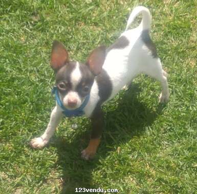 Annonces classees img:preview SUPERBE  ti male chihuahua  