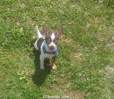 Annonces classees img:1 