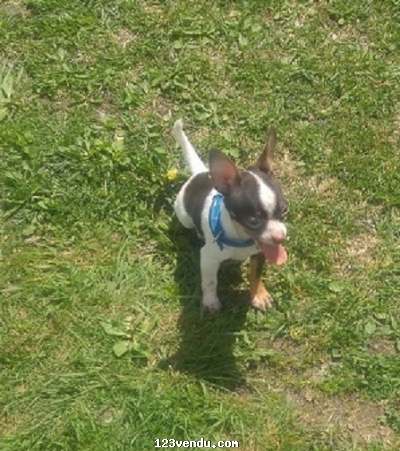 Annonces classees img:2 