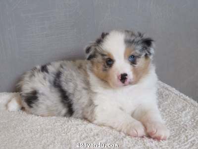 Annonces classees img:preview Magnifique chiot Berger Australien Femelle
