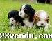 Annonces classees img:preview  Adorable chiots Cavalier King Charles