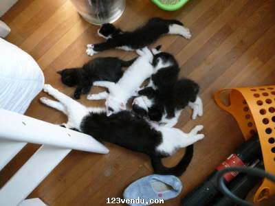 Annonces classees img:preview Ugent Chatons europeen disponible 