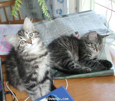 Annonces classees img:preview Ugent Chatons Siberienn disponible pou soins