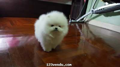 Annonces classees img:preview Chiot Spitz disponible