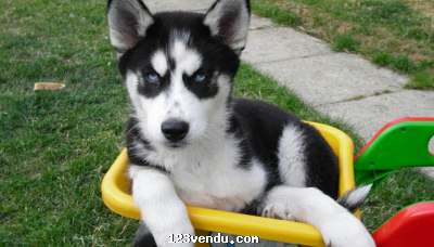 Annonces classees img:preview Mignon Chiots husky Siberian disponible 