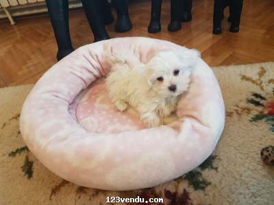 Annonces classees img:preview Bebe bichon maltais disponible 