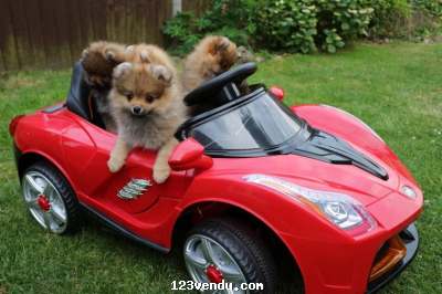 Annonces classees img:preview Magnifique Chiots spitz nain LOF