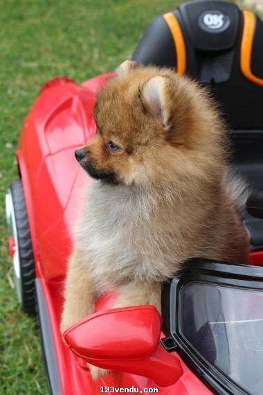 Annonces classees img:1 