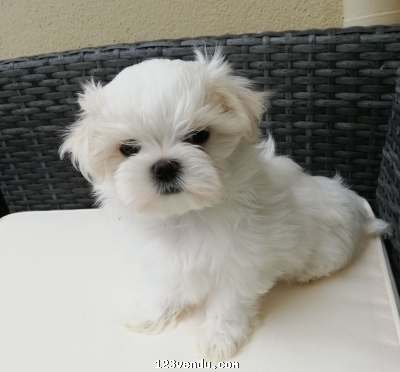 Annonces classees img:preview Adorable chiot Bichon Maltais 