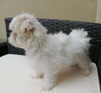 Annonces classees img:1 