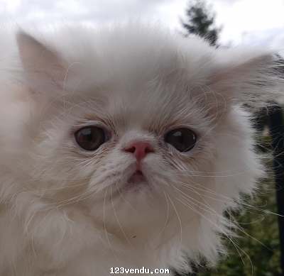 Annonces classees img:preview Chaton PERSAN LOOF