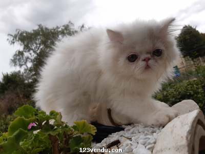 Annonces classees img:1 