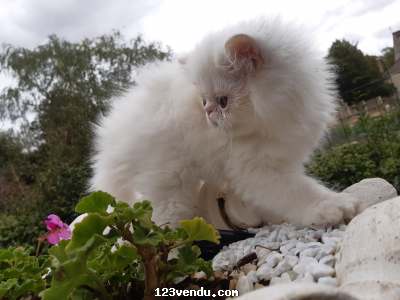 Annonces classees img:2 