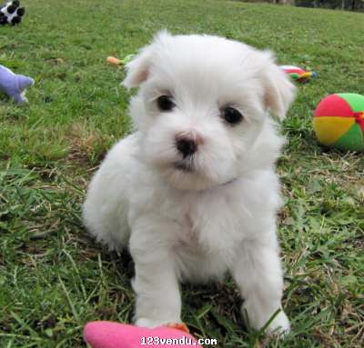 Annonces classees img:preview Magnigique chiot Bichon Maltais