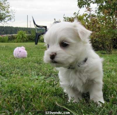 Annonces classees img:1 