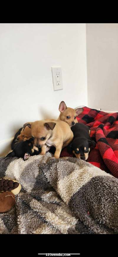 Annonces classees img:preview Chiot Chihuahua