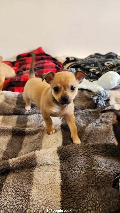 Annonces classees img:1 