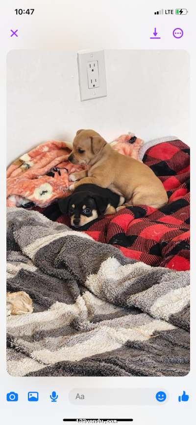 Annonces classees img:2 