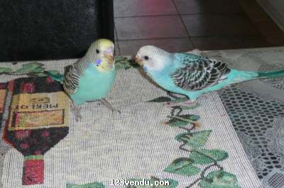 Annonces classees img:preview Bébé Perruches nourrit a  main