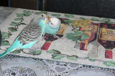 Annonces classees img:1 