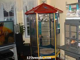 Annonces classees img:preview Grande Voilière et Diamant de Goulds