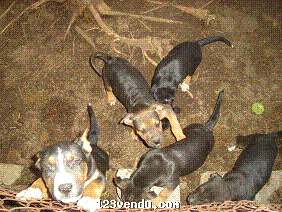 Annonces classees img:preview chiots