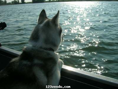 Annonces classees img:1 