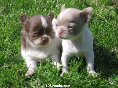 Annonces classees img:preview A donner chiots chihuahua