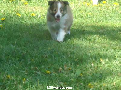 Annonces classees img:preview Berger Shetland ( mini-colley)