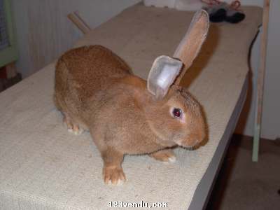 Annonces classees img:preview lapins géant des flandres à vendre