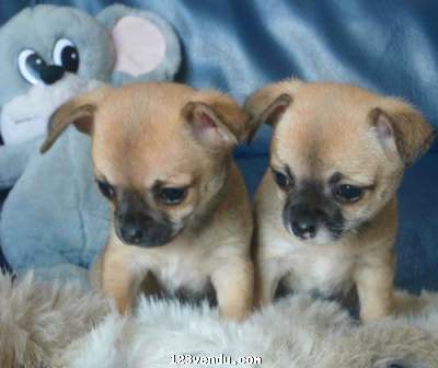 Annonces classees img:preview don de deux chiots chihuahua 