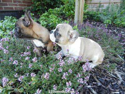 Annonces classees img:preview superbes chiots bouledogue francais