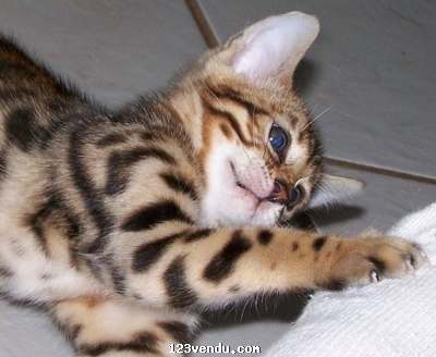 Annonces classees img:preview Craque sur ces chatons bengal