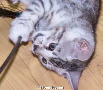 Annonces classees img:1 