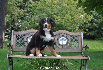 Annonces classees img:preview Bouvier Bernois