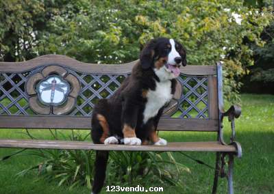 Annonces classees img:1 