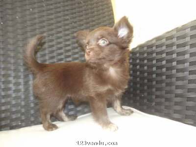 Annonces classees img:preview merveilleux chihuahua poils longs a donner contre bon soin 