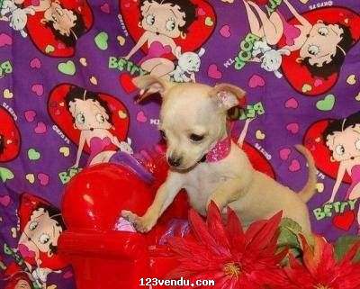 Annonces classees img:preview superbes chiots de race chihuahua 