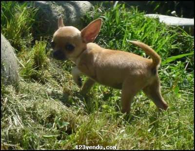 Annonces classees img:1 